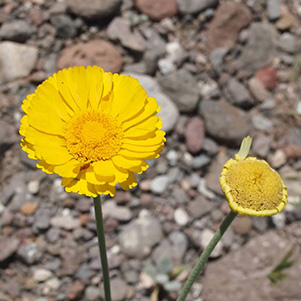 Desert_Marigold