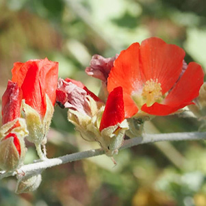 Globemallow
