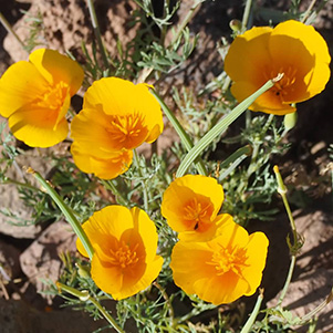 Mexican_Poppy