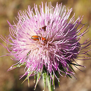 New_Mexico_Thistle