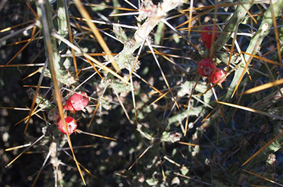 cactus