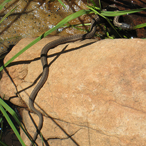 Garter_snake_BJ