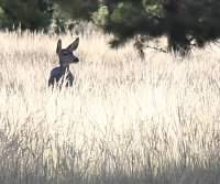 deer