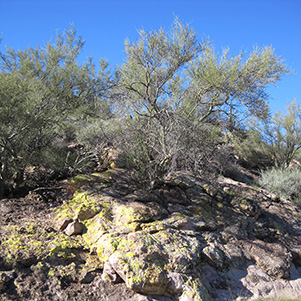 tree