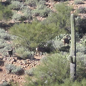deer