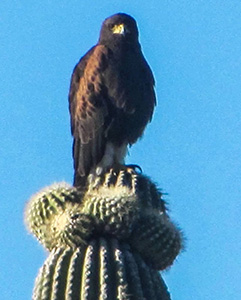 bird
