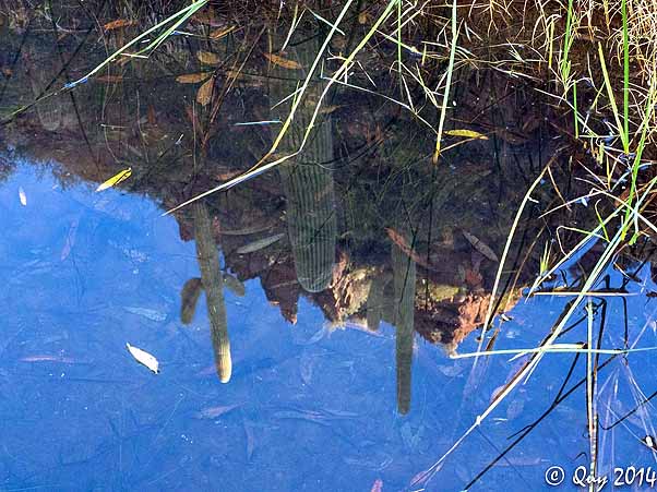 pond