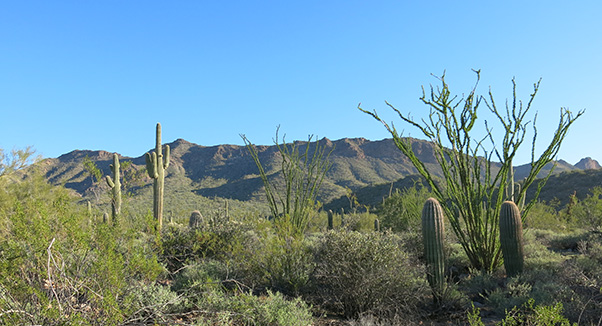 cacti
