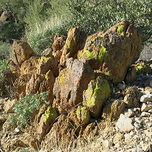 lichens
