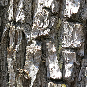 bark