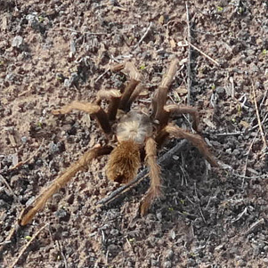 spider