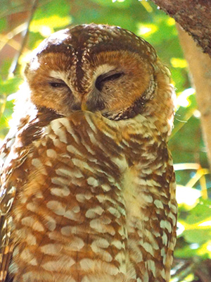 owl