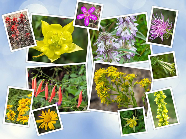 flowers_QN
