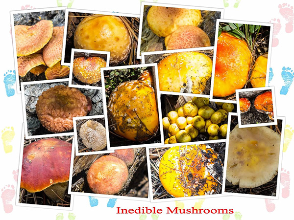 fungi_QN