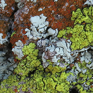 lichen
