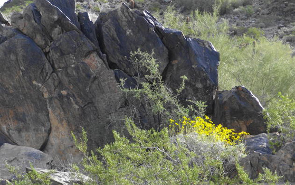 brittlebush