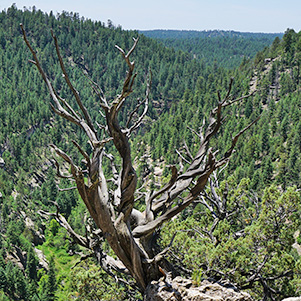 Tree_DaveM