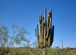 cactus