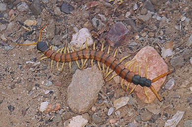 centepede