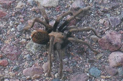 tarantula