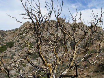 charred