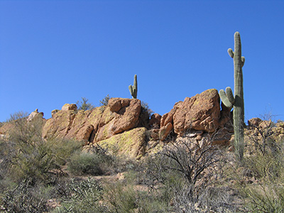 cactus