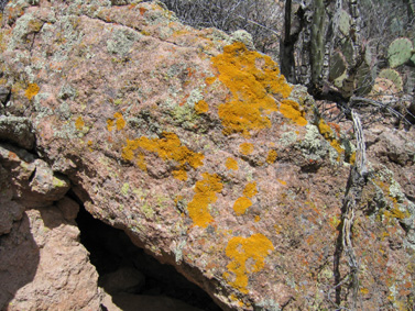 lichen