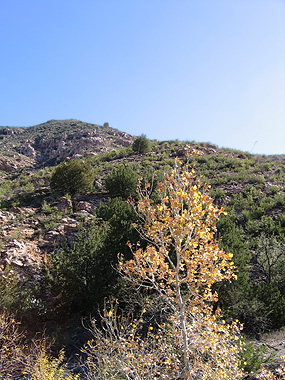 trees