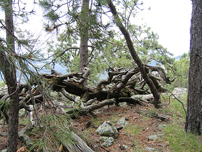 wood