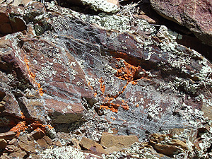 lichen