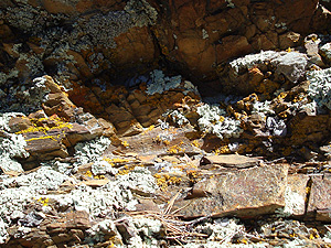lichen