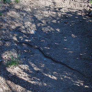 snake