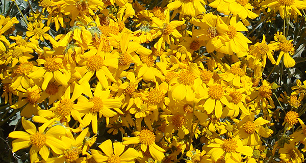 brittlebush