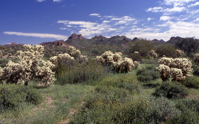 Cholla Forest