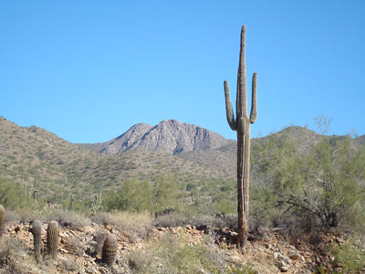 saguaro
