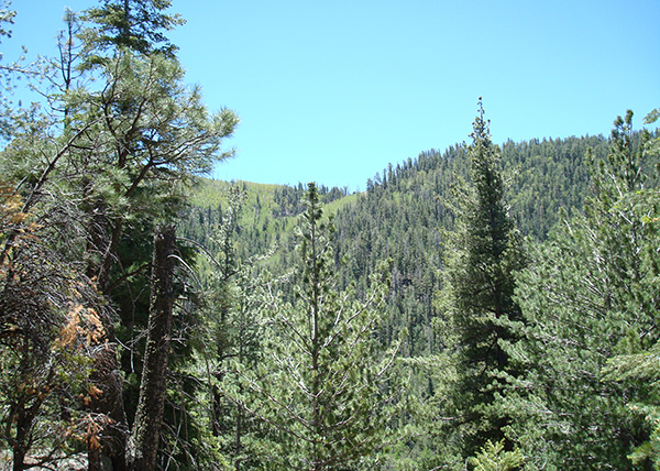 woods