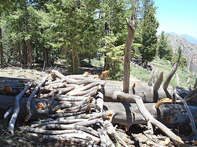 logs
