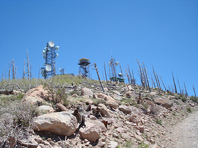 antennae