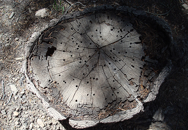 wood