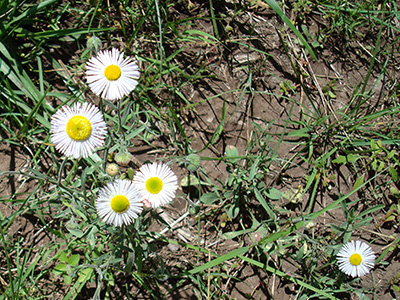 DSC00723_708