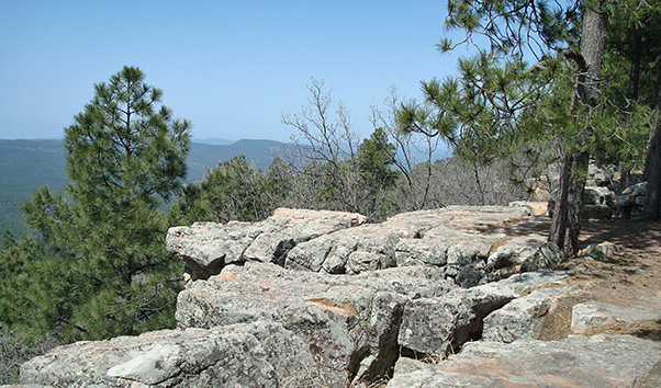 view
