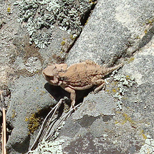 lizard