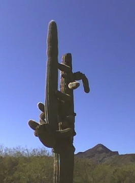sexycactus