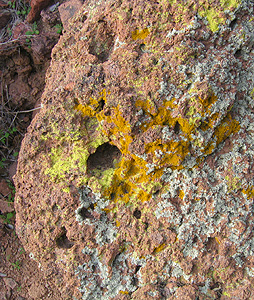 lichen