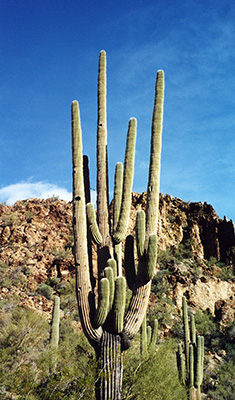 saguaros_CP
