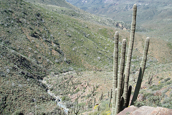 cactus