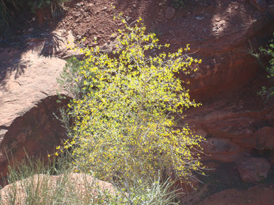 Cibola