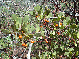 manzanita