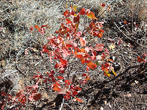 poison oak