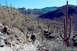 saguaro